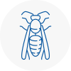 Sidcup Wasp Nest Removal